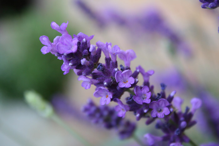 Edible Flower Garden - Eco and Healthy Lifestyle