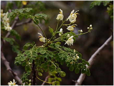 moringa