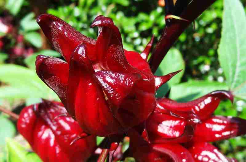 Amazing Health Benefits Of Sorrel