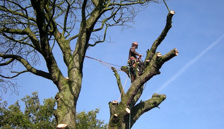 How To Hire A Tree Surgeon And Save Life?